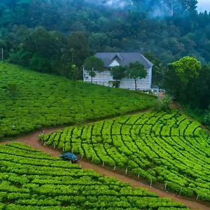 Resort Tea Harvester, Munnar