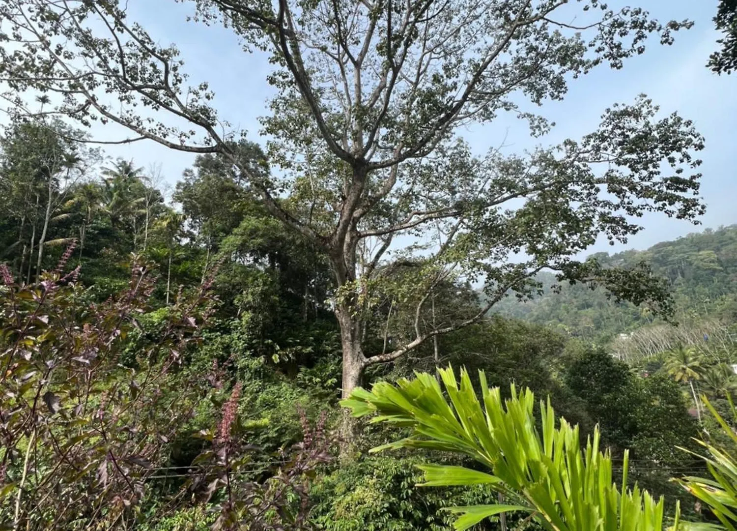 Mount Court Munnar Hotel India